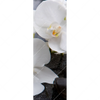 Xxl Wandbild Weisse Orchideen Schmal Motivvorschau