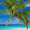 Xxl Wandbild Weisser Strand Kokospalme Hochformat Zoom