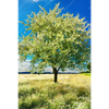 Xxl Wandbild Wiese Mit Bluehendem Baum Hochformat Motivvorschau