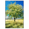 Xxl Wandbild Wiese Mit Bluehendem Baum Hochformat Produktvorschau Frontal