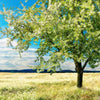 Xxl Wandbild Wiese Mit Bluehendem Baum Querformat Zoom
