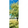 Xxl Wandbild Wiese Mit Bluehendem Baum Schmal Motivvorschau