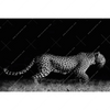 Xxl Wandbild Wilder Leopard Querformat Motivvorschau