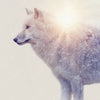 Xxl Wandbild Wolf Wald No 1 Querformat Zoom