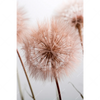 Xxl Wandbild Zarte Pusteblume Hochformat Motivvorschau