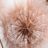 Xxl Wandbild Zarte Pusteblume Panorama Zoom
