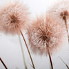 Xxl Wandbild Zarte Pusteblume Quadrat Motivvorschau