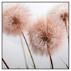 Xxl Wandbild Zarte Pusteblume Quadrat Produktvorschau Frontal
