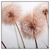 Xxl Wandbild Zarte Pusteblume Quadrat Produktvorschau Frontal