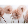 Xxl Wandbild Zarte Pusteblume Querformat Motivvorschau