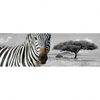 Xxl Wandbild Zebra In Afrika Panorama Motivvorschau