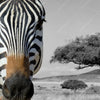 Xxl Wandbild Zebra In Afrika Panorama Zoom