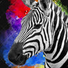 Xxl Wandbild Zebra Pop Art No 1 Quadrat Motivvorschau