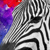 Xxl Wandbild Zebra Pop Art No 1 Querformat Zoom