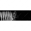 Xxl Wandbild Zebra Schwarzweiss Panorama Motivvorschau