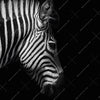 Xxl Wandbild Zebra Schwarzweiss Quadrat Motivvorschau