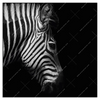 Xxl Wandbild Zebra Schwarzweiss Quadrat Produktvorschau Frontal