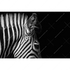 Xxl Wandbild Zebra Schwarzweiss Querformat Motivvorschau