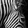 Xxl Wandbild Zebra Schwarzweiss Querformat Zoom