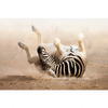Xxl Wandbild Zebra Staub Querformat Motivvorschau