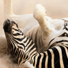 Xxl Wandbild Zebra Staub Querformat Zoom
